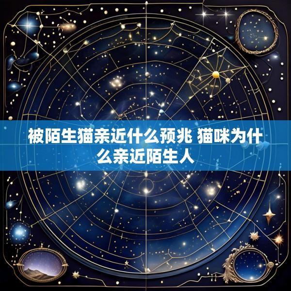 被陌生猫亲近什么预兆 猫咪为什么亲近陌生人