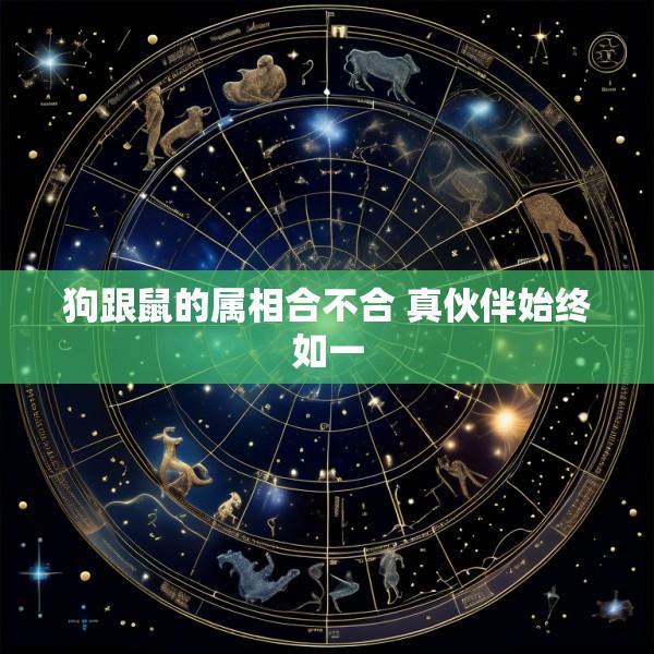 狗跟鼠的属相合不合 真伙伴始终如一