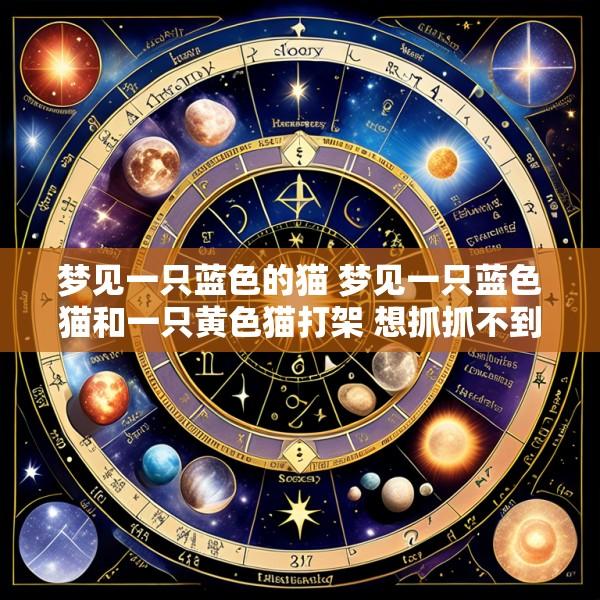 梦见一只蓝色的猫 梦见一只蓝色猫和一只黄色猫打架 想抓抓不到
