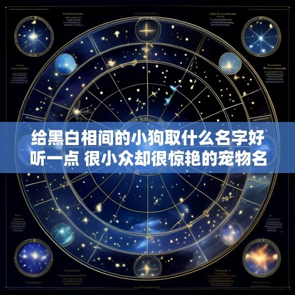 给黑白相间的小狗取什么名字好听一点 很小众却很惊艳的宠物名字