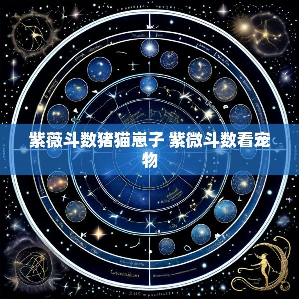 紫薇斗数猪猫崽子 紫微斗数看宠物