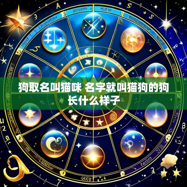 狗取名叫猫咪 名字就叫猫狗的狗长什么样子