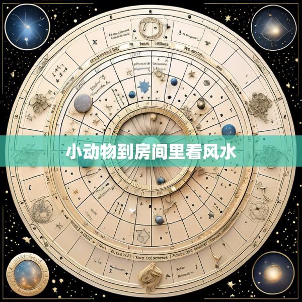 小动物到房间里看风水